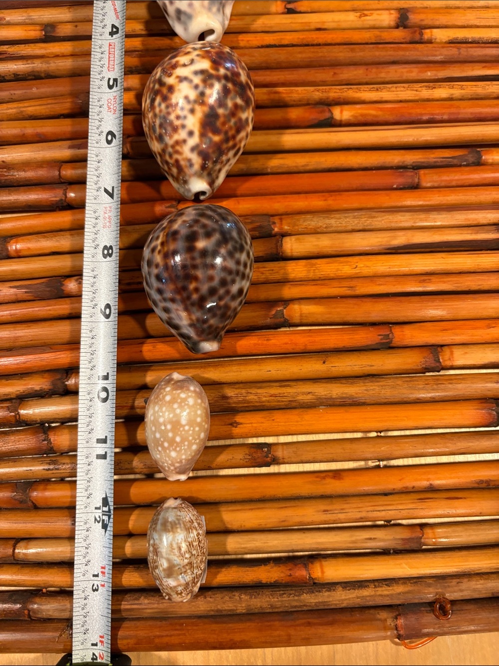 Natural Decorative Real Seashells Cowrie Shells - Assorted Brown and Cream Tones